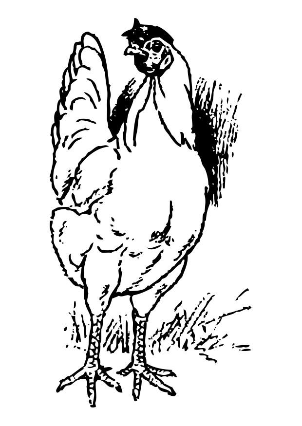 pollo Disegno da colorare pollo