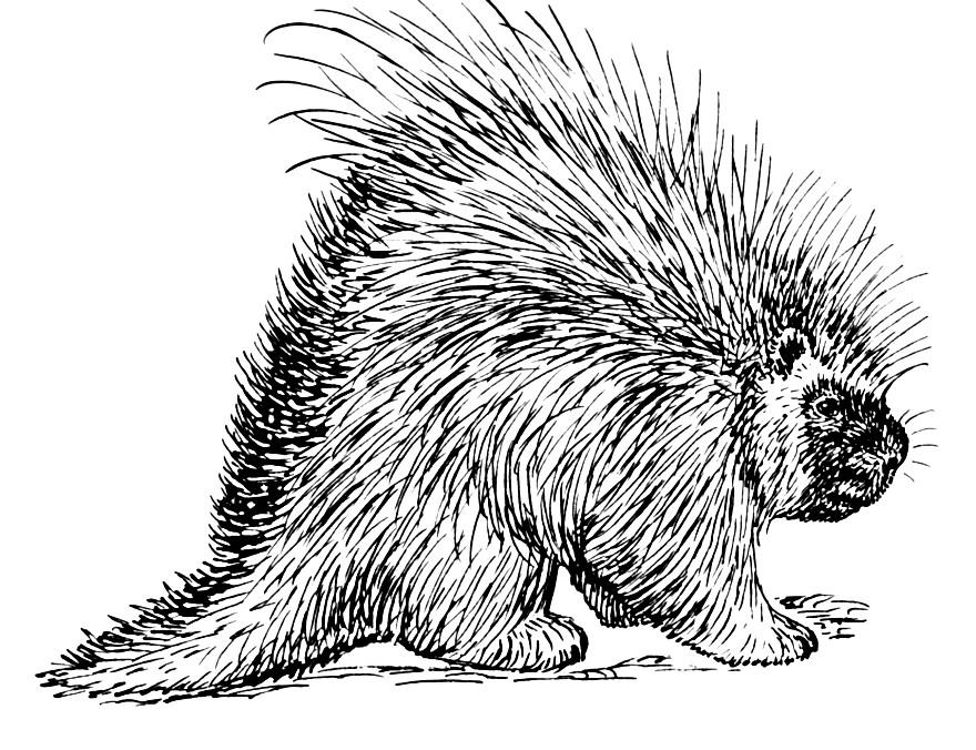 porcospino Disegno da colorare porcospino