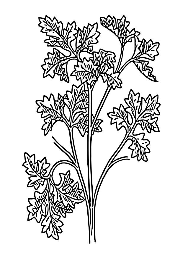 prezzemolo Disegno da colorare prezzemolo