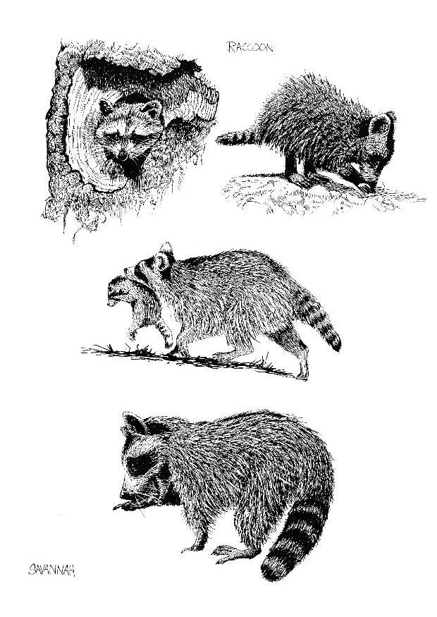 procione Disegno da colorare procione