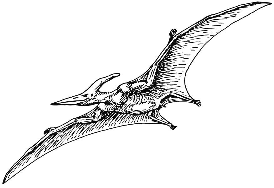 pterodactylo Disegno da colorare pterodactylo
