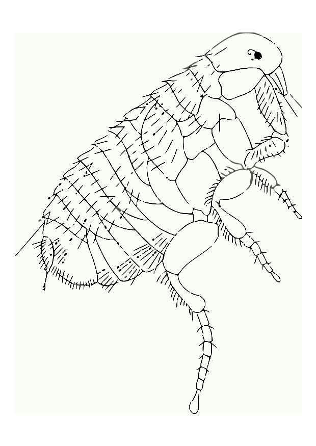 pulce Disegno da colorare pulce
