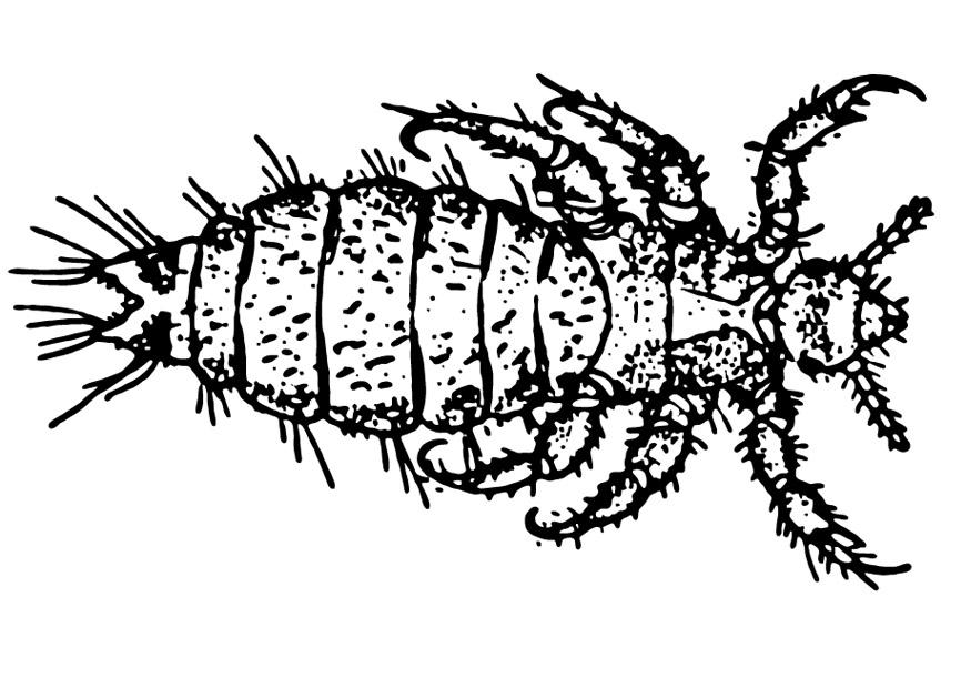 pulce Disegno da colorare pulce