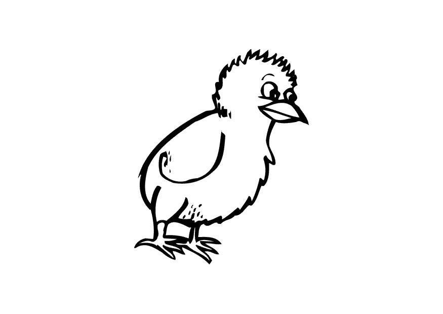 pulcino Disegno da colorare pulcino