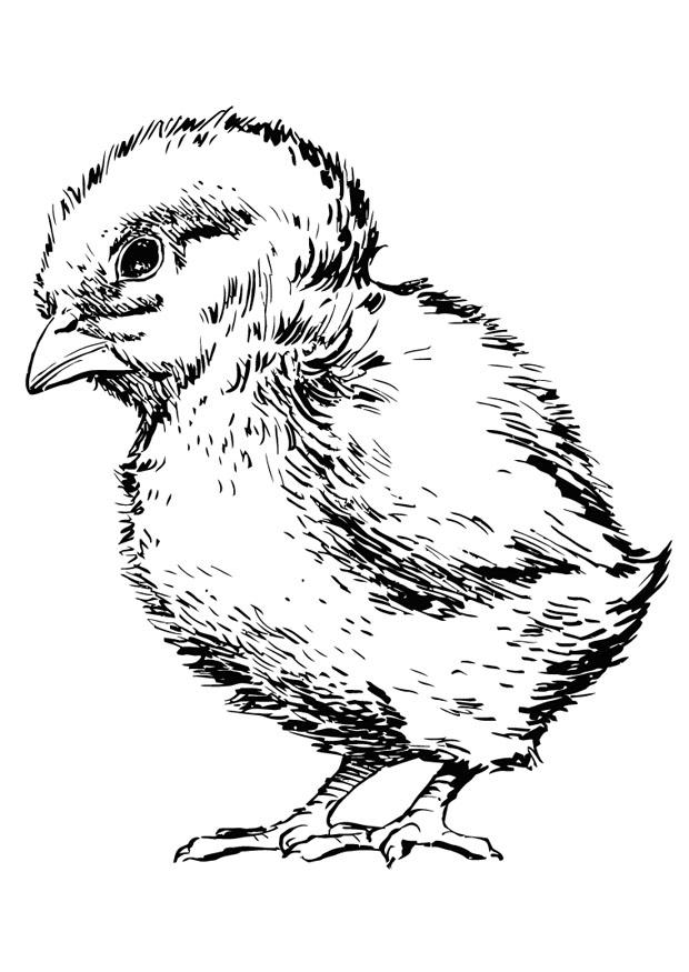 pulcino Disegno da colorare pulcino