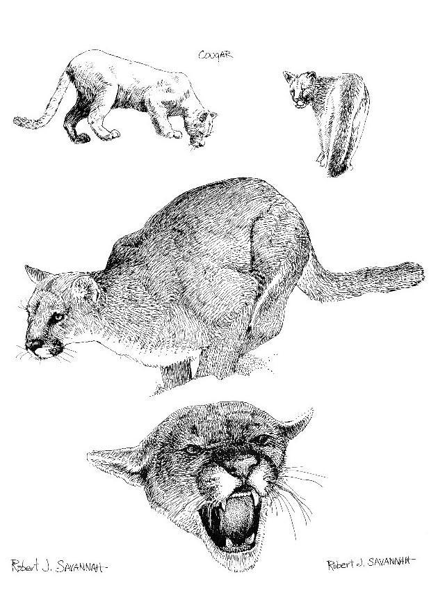puma Disegno da colorare puma