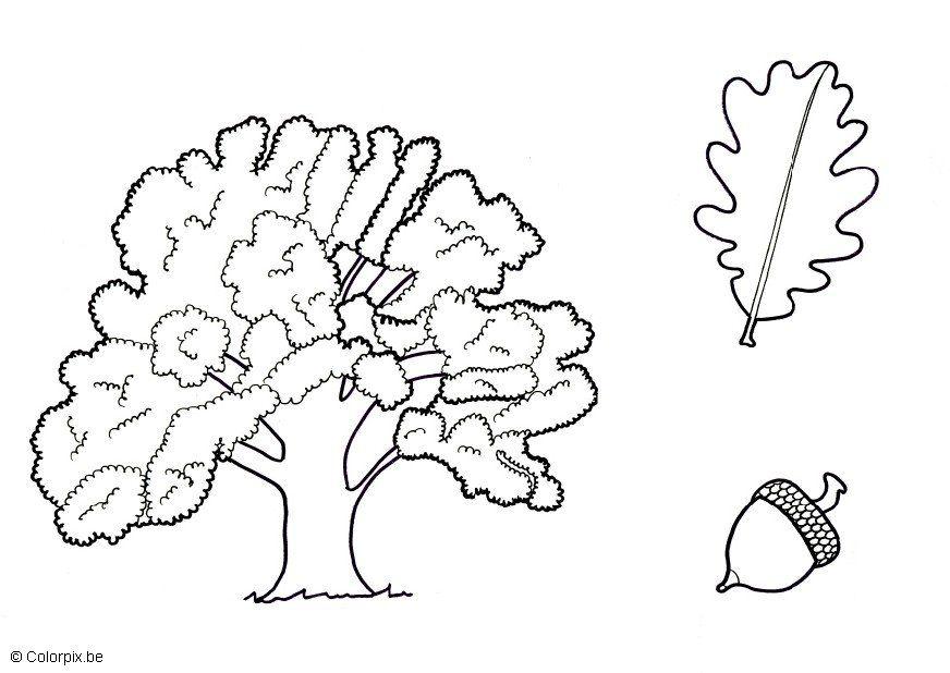 quercia Disegno da colorare quercia