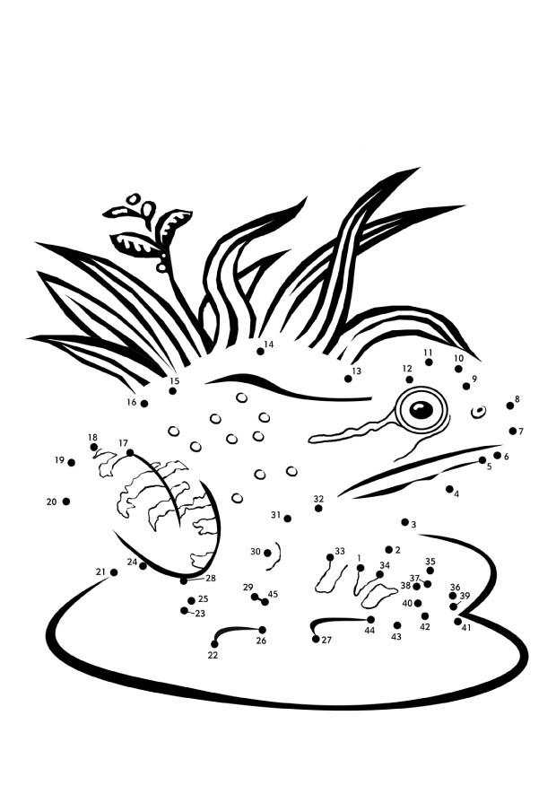rana Disegno da colorare rana