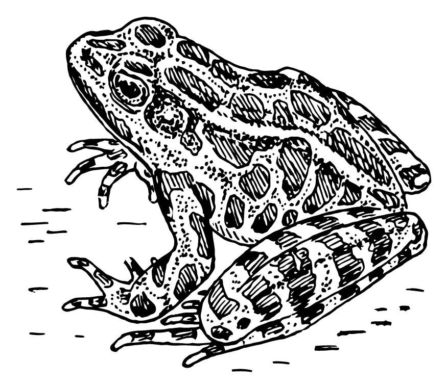 rana Disegno da colorare rana