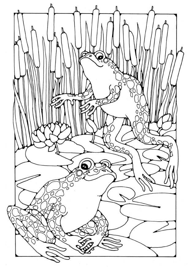 rane Disegno da colorare rane