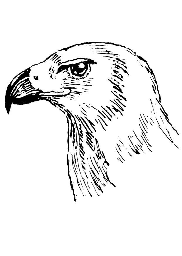 rapace Disegno da colorare rapace