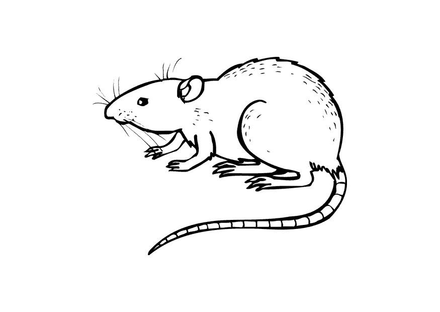 Disegno da colorare ratto