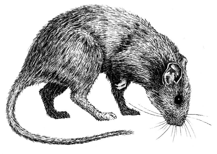 ratto Disegno da colorare ratto