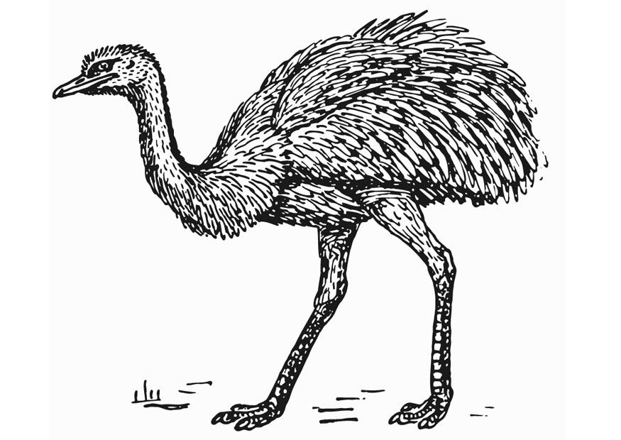rhea - struzzo Disegno da colorare rhea - struzzo