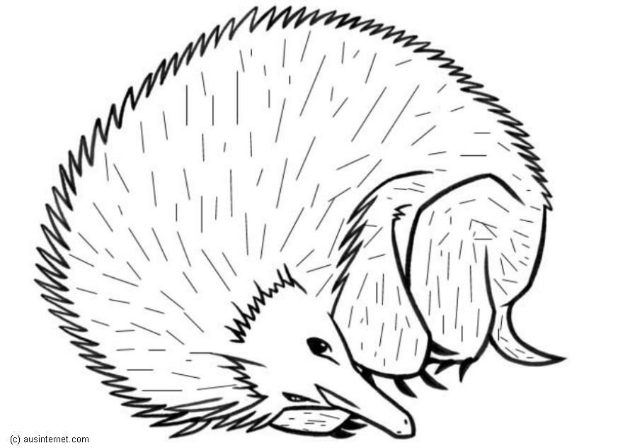 riccio Disegno da colorare riccio