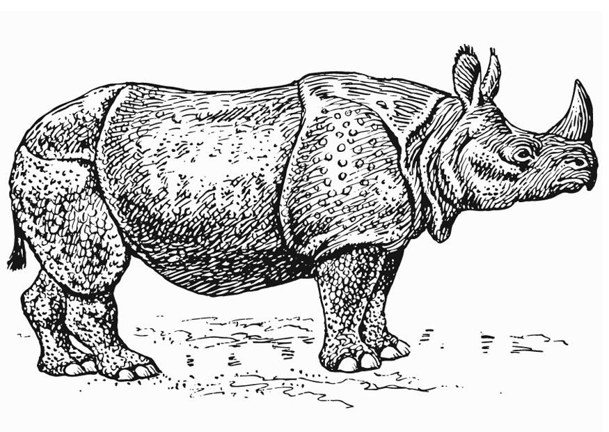 rinoceronte Disegno da colorare rinoceronte