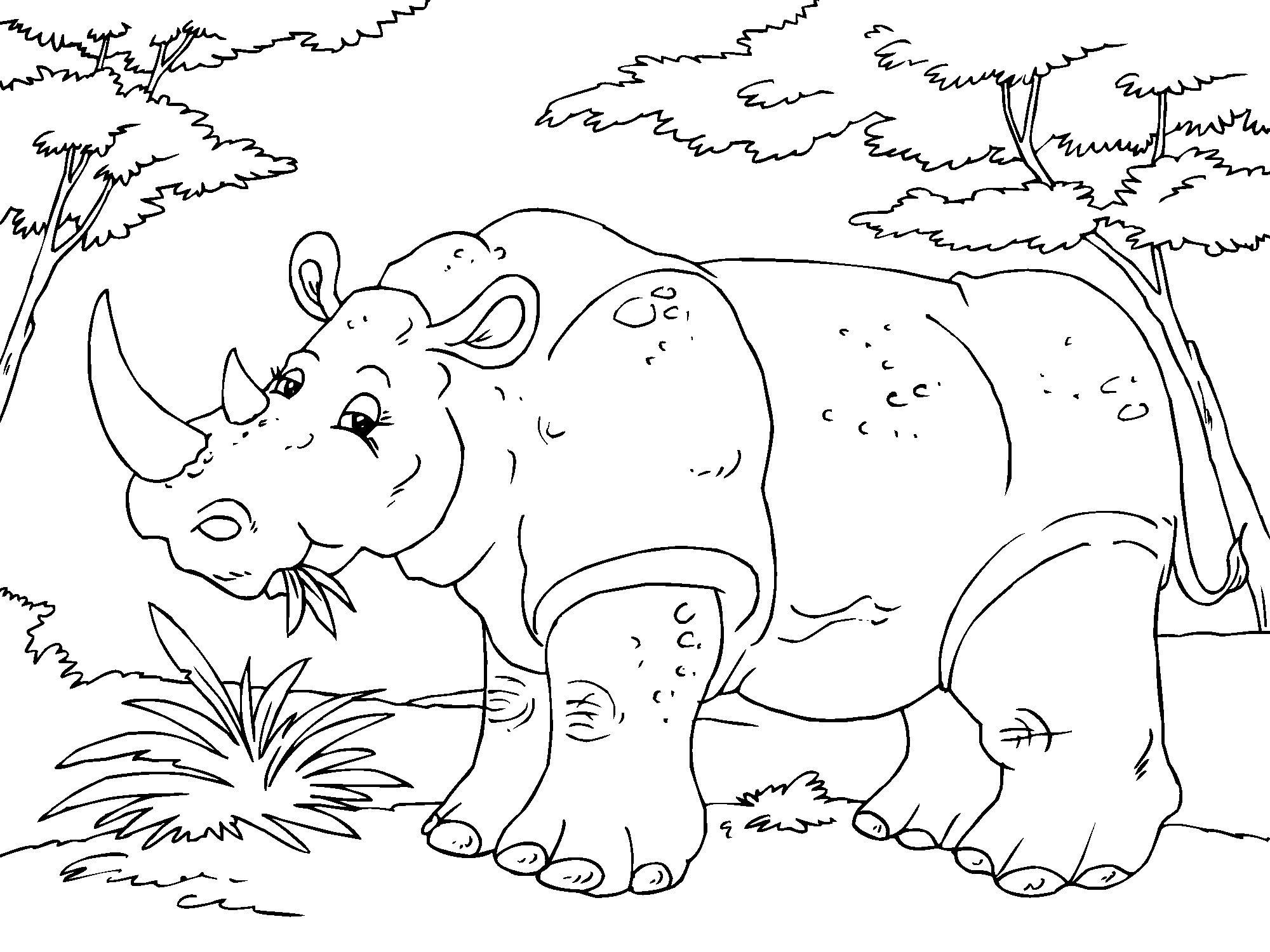 rinoceronte Disegno da colorare rinoceronte