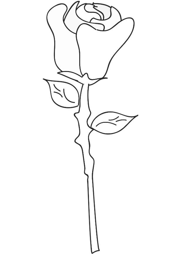 rosa Disegno da colorare rosa