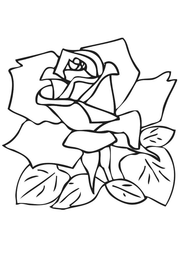 rosa Disegno da colorare rosa