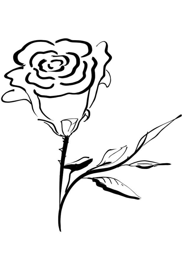 rosa Disegno da colorare rosa