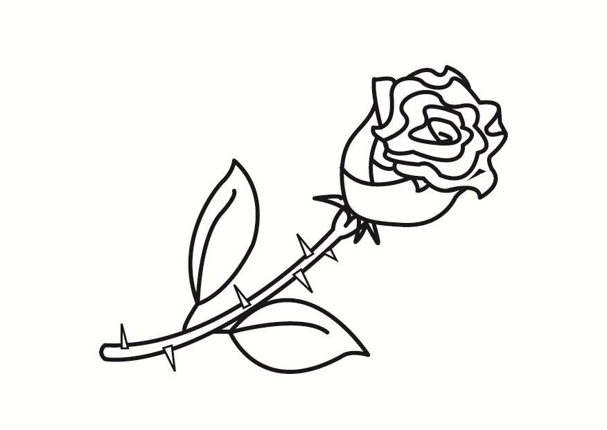 rosa Disegno da colorare rosa