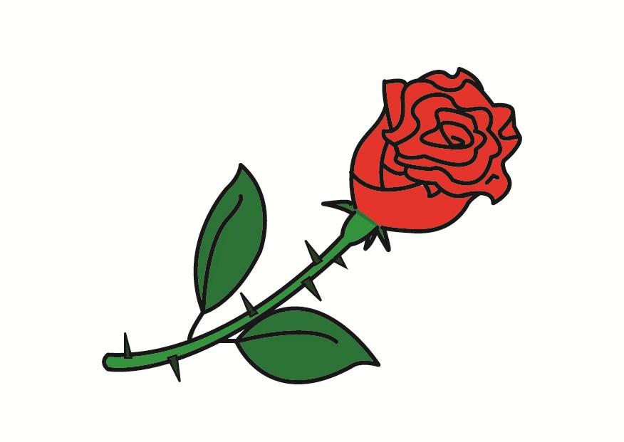 rosa immagine rosa