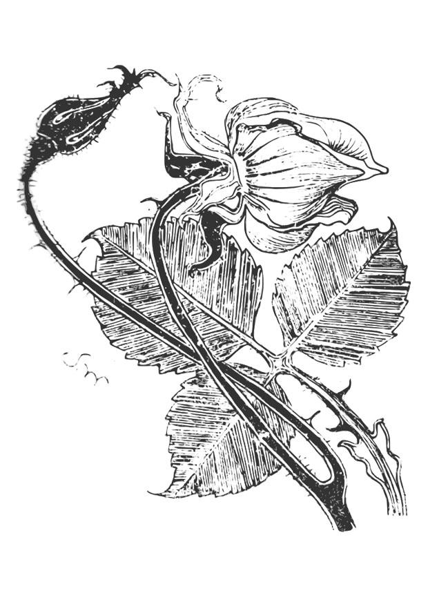 rosa Disegno da colorare rosa