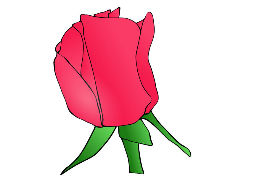 rosa immagine rosa