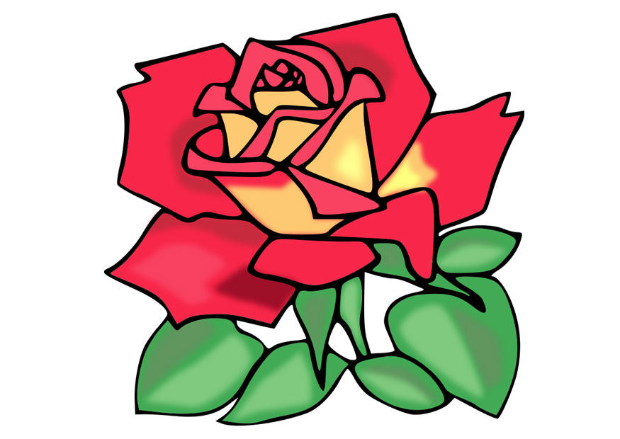 rosa immagine rosa