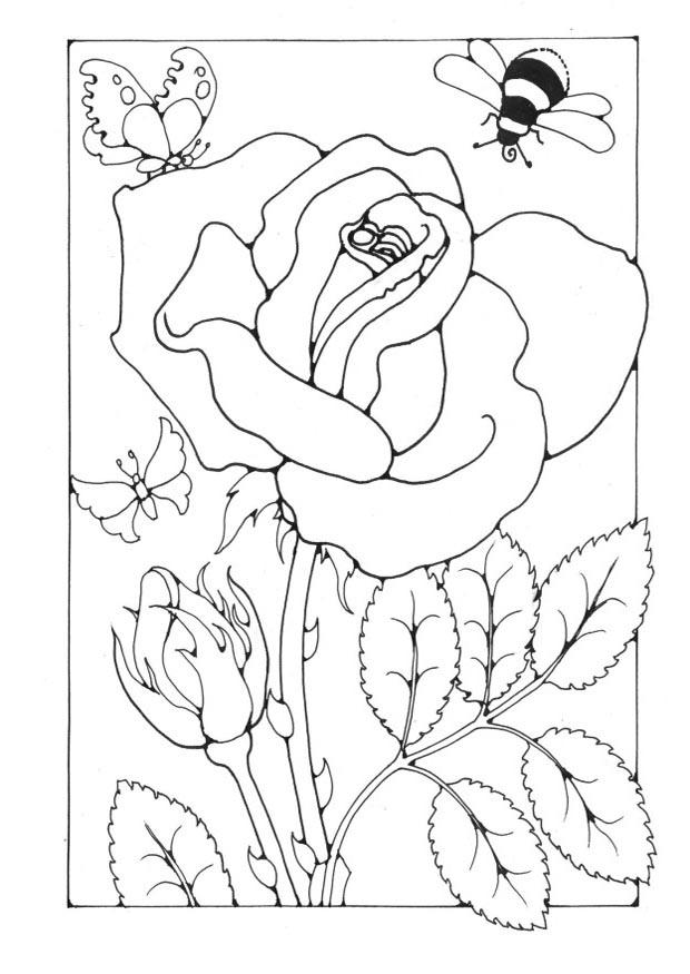 rosa con ape e farfalla Disegno da colorare rosa con ape e farfalla