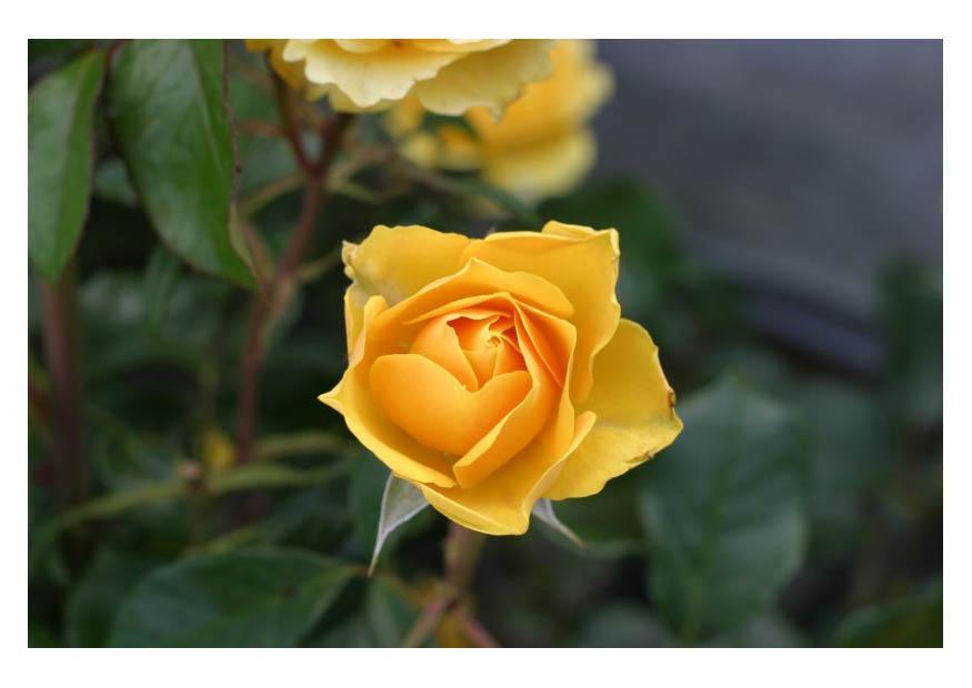 rosa gialla Foto rosa gialla