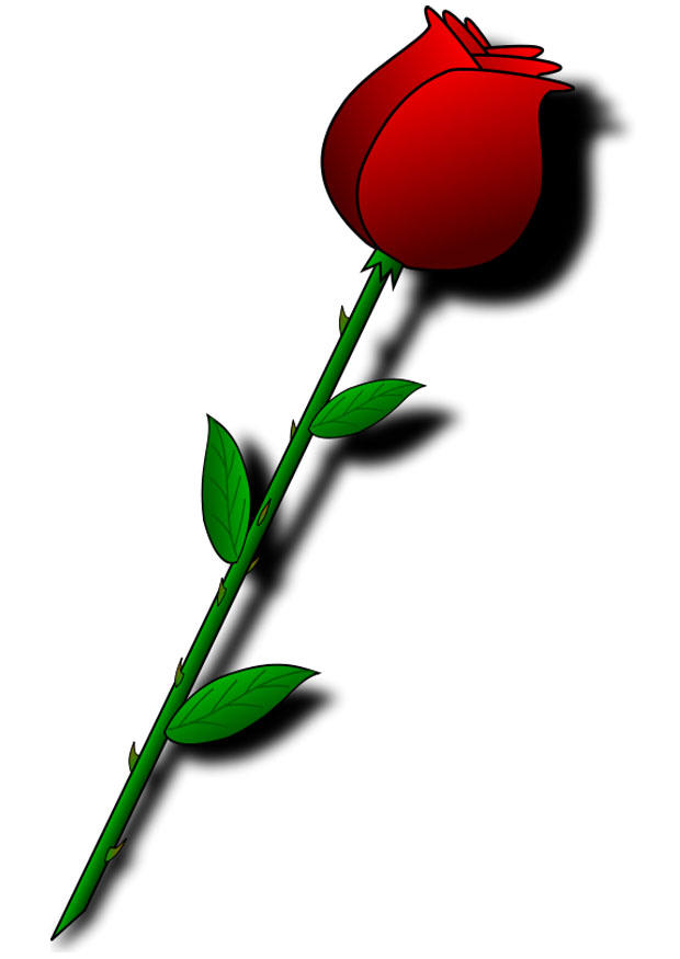 rosa rossa immagine rosa rossa
