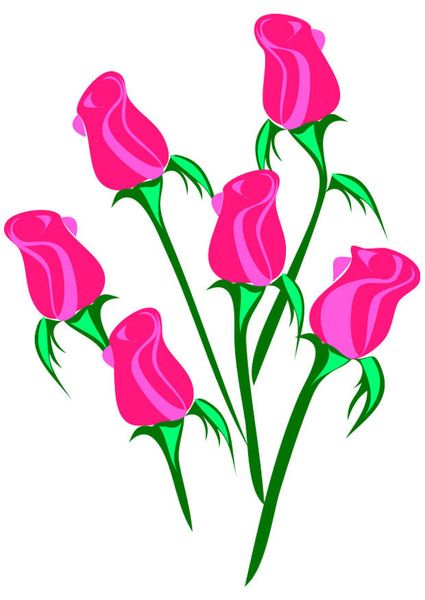 rose immagine rose