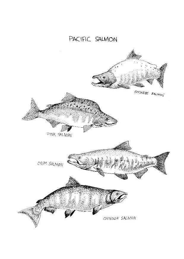 salmone Disegno da colorare salmone