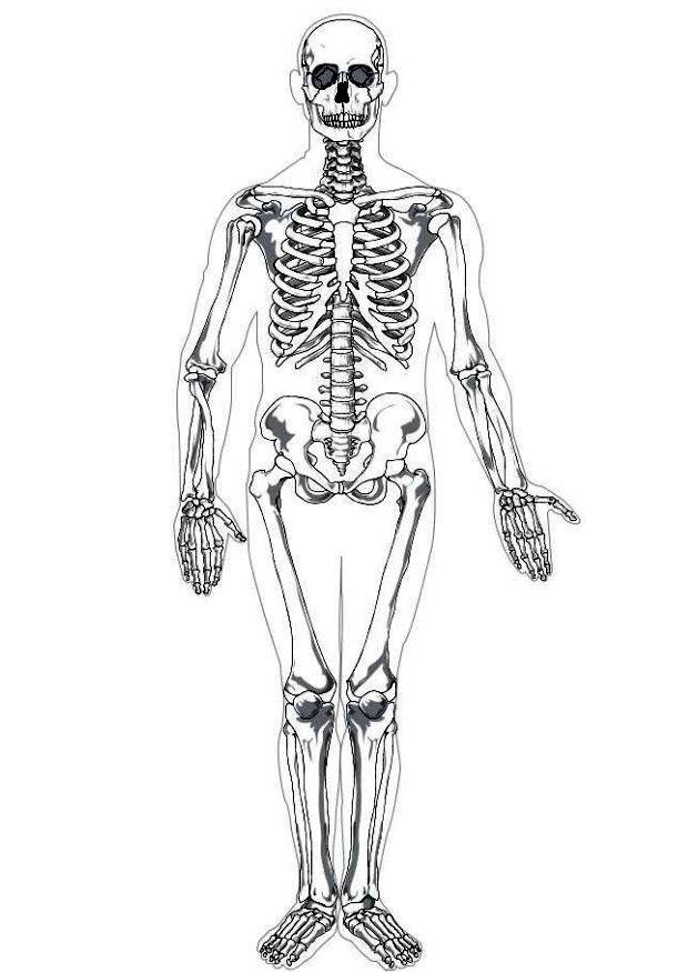 sceletro umano Disegno da colorare sceletro umano