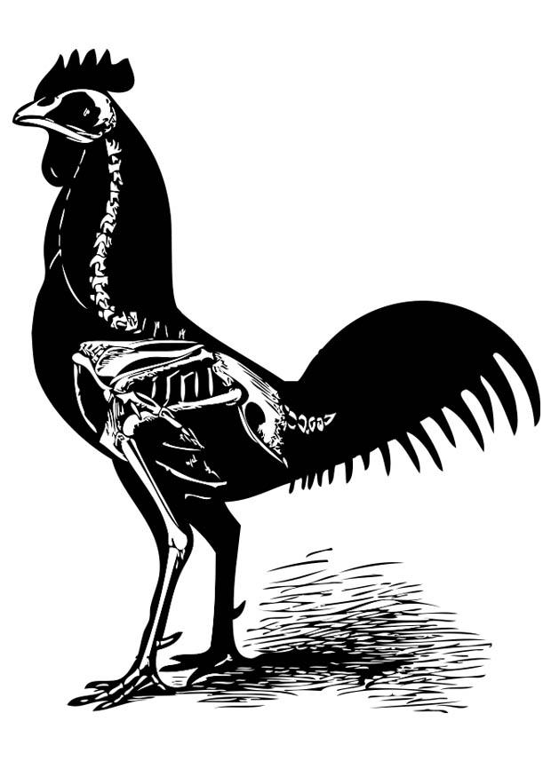 Disegno da colorare scheletro del pollo