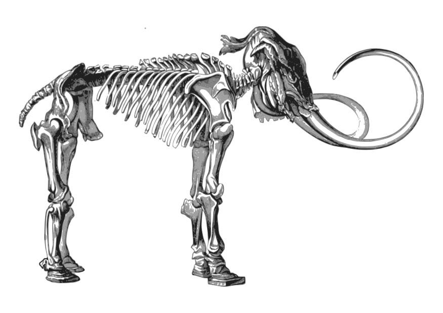 scheletro mammut Disegno da colorare scheletro mammut