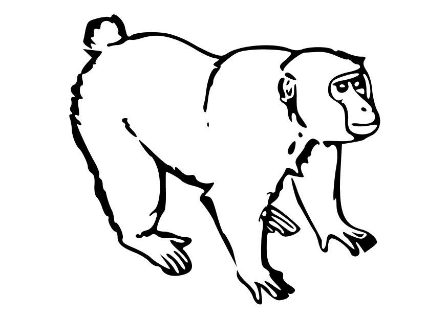 scimmia Disegno da colorare scimmia