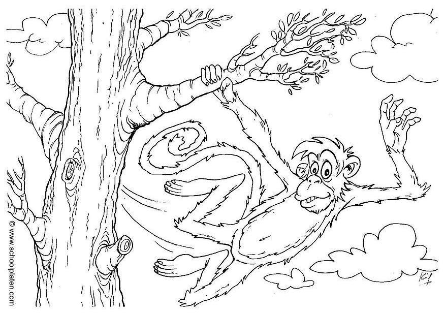 scimmia Disegno da colorare scimmia