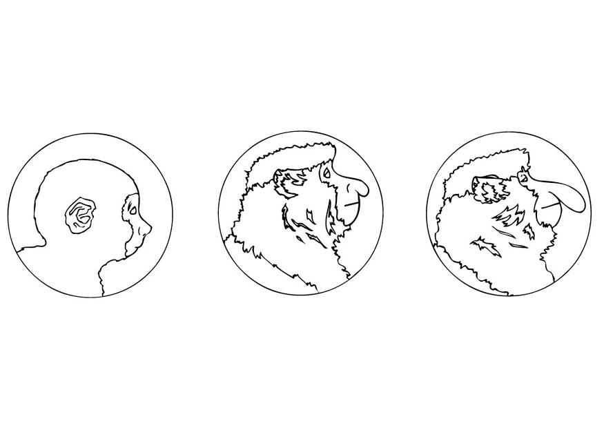 scimmia nasica Disegno da colorare scimmia nasica
