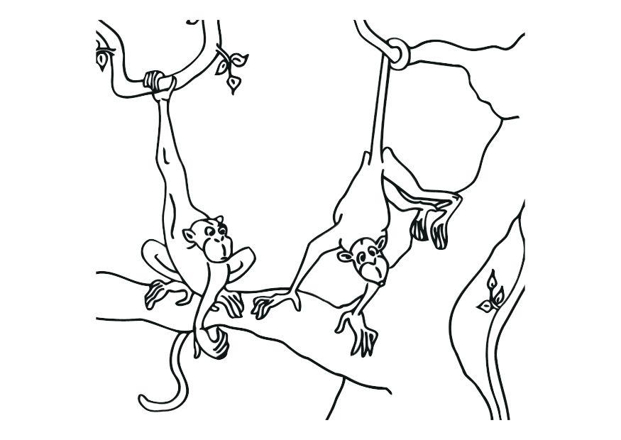 scimmie Disegno da colorare scimmie