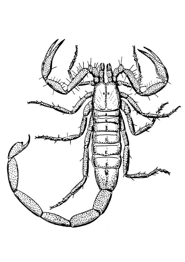scorpione Disegno da colorare scorpione