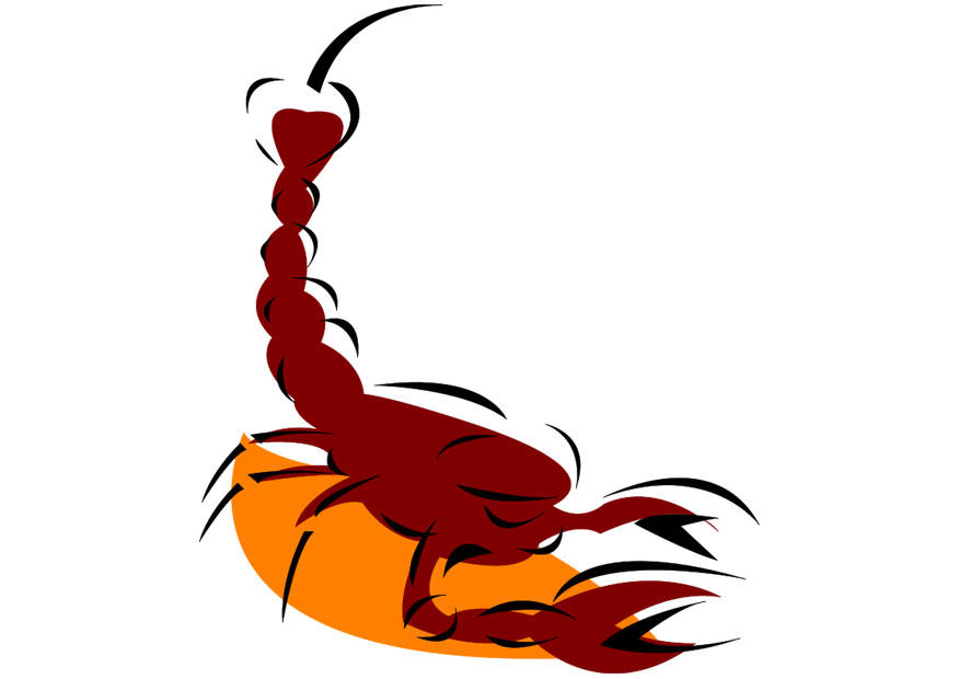 scorpione immagine scorpione