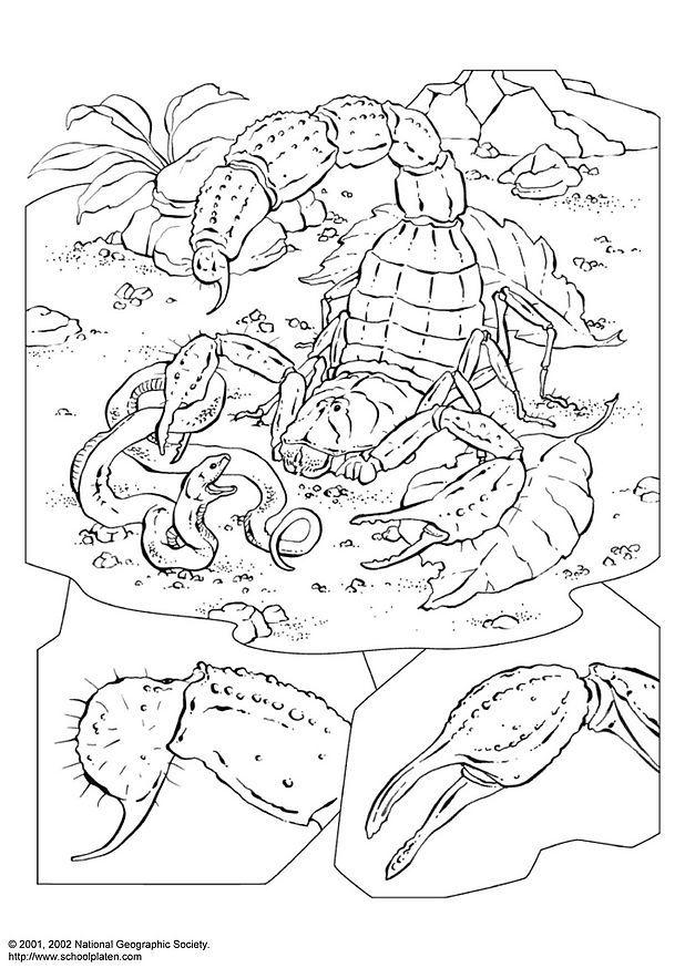 scorpione Disegno da colorare scorpione