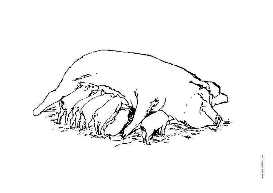 scrofa Disegno da colorare scrofa