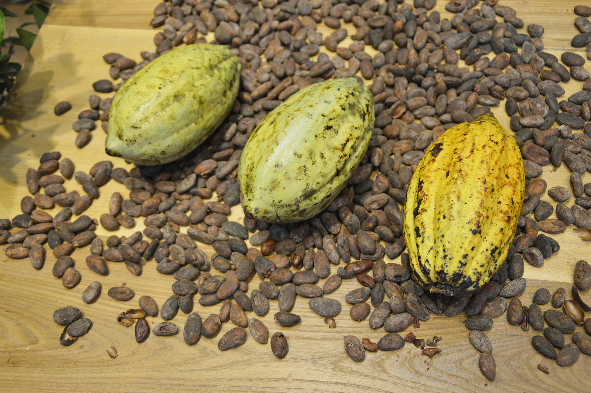semi di cacao Foto semi di cacao