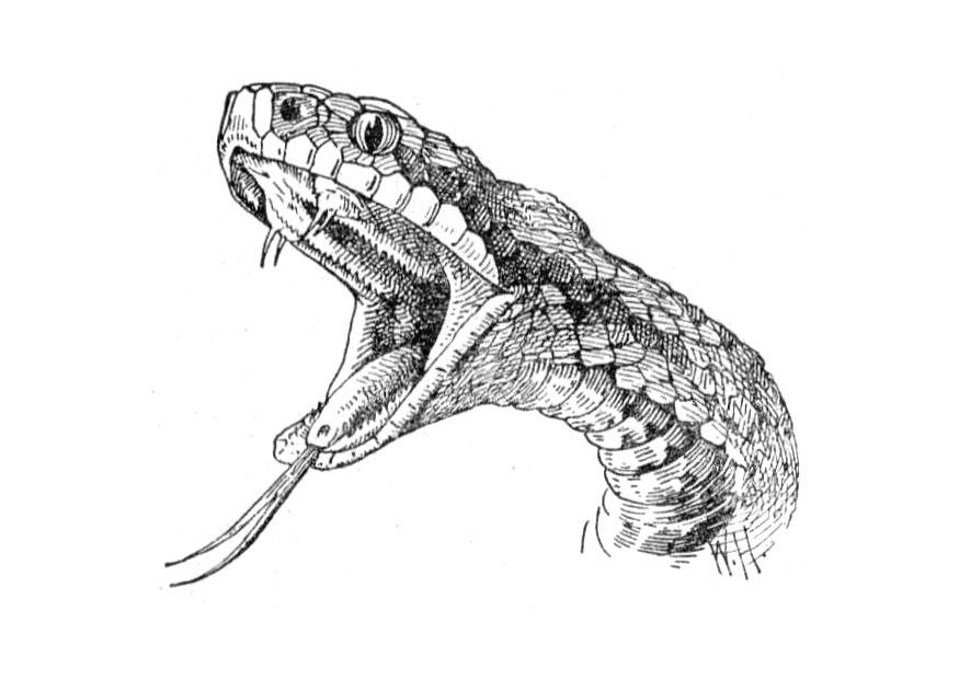 serpente Disegno da colorare serpente