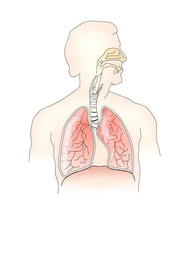 sistema respiratorio immagine sistema respiratorio
