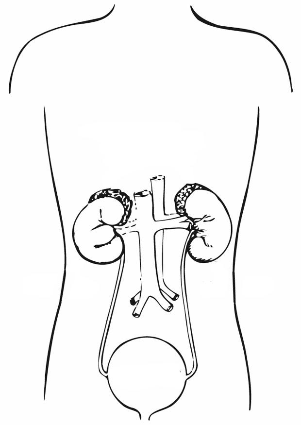 sistema urinaria Disegno da colorare sistema urinaria