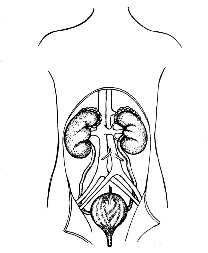 sistema urinaria, reni e vescica Disegno da colorare sistema urinaria, reni e vescica